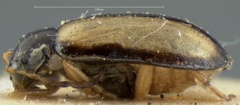 Media type: image; Entomology 18387   Aspect: habitus lateral view